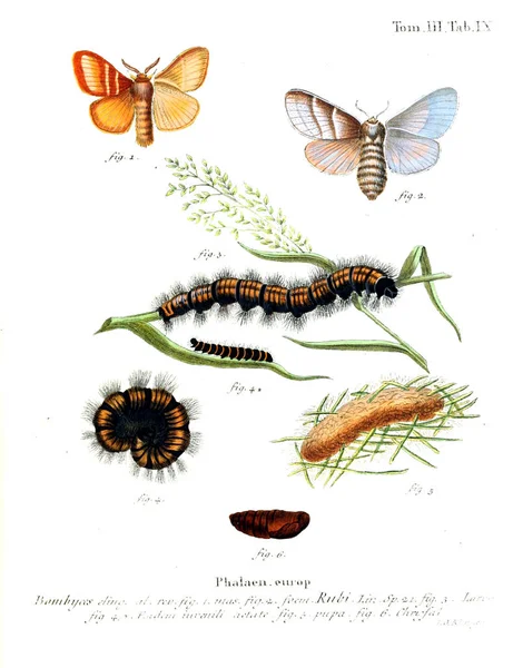 Illustrazione Delle Farfalle Vecchia Immagine — Foto Stock