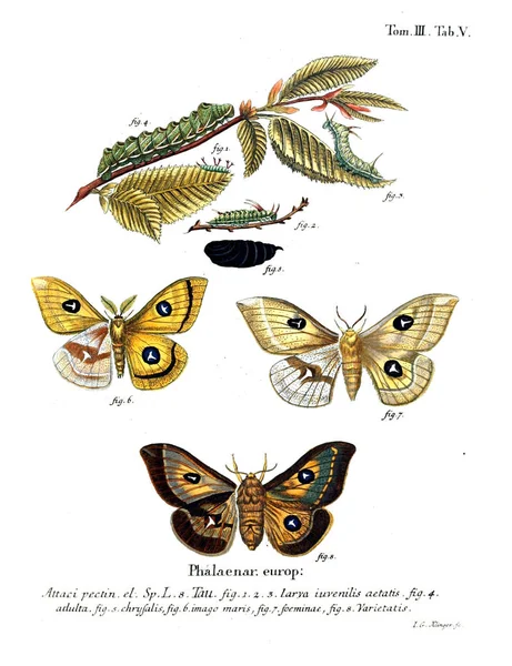 Ilustracja Motyli Stary Obraz — Zdjęcie stockowe