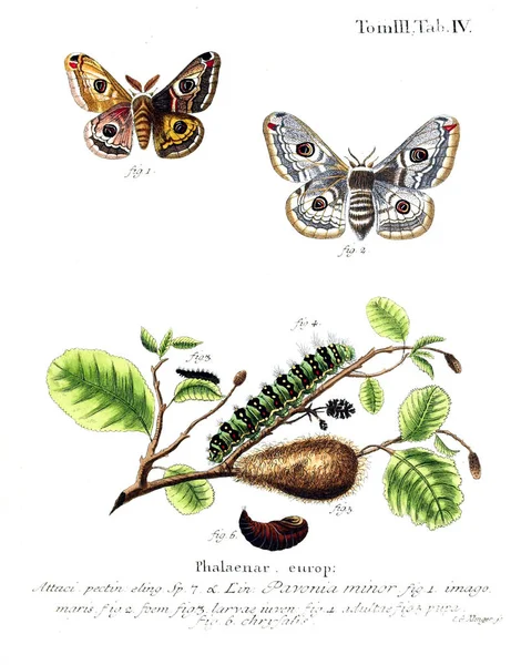 İllüstrasyon kelebek. Eski resim