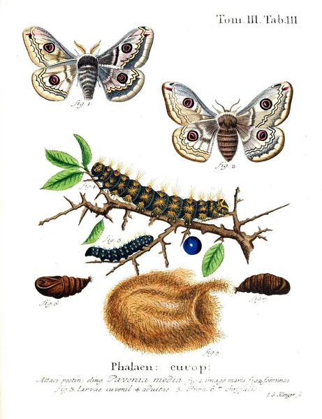 İllüstrasyon kelebek. Eski resim