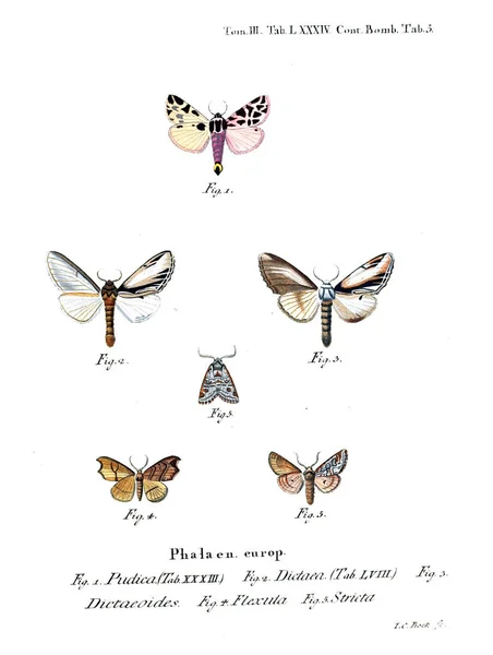 Illustration Papillons Ancienne Image — Photo