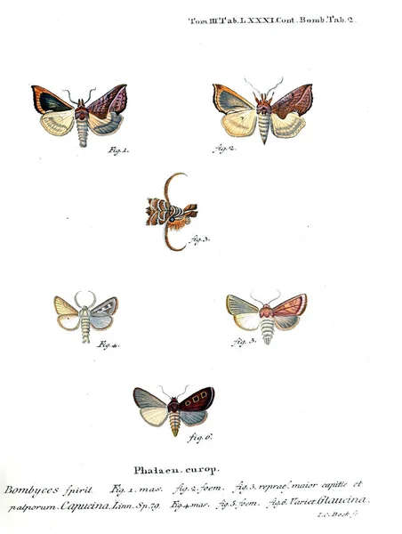 Illustration Papillons Ancienne Image — Photo