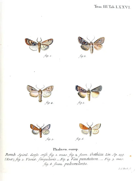 Illustration Papillons Ancienne Image — Photo