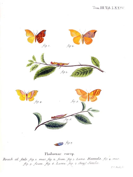 Illustration Papillons Ancienne Image — Photo