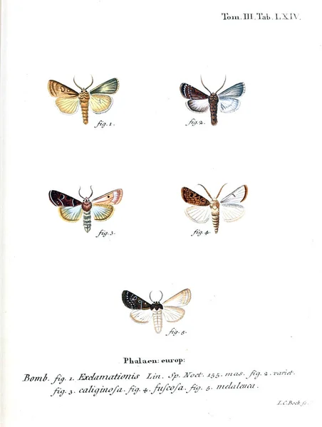 Illustration Papillons Ancienne Image — Photo