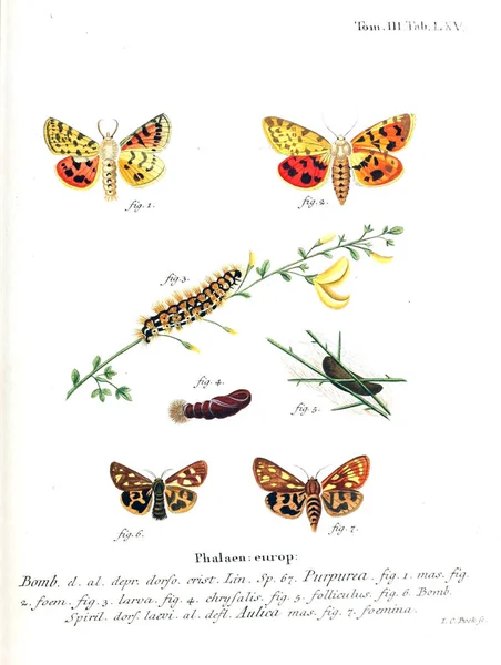 Иллюстрация Бабочек Старое Изображение — стоковое фото