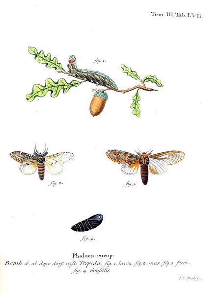 Иллюстрация Бабочек Старое Изображение — стоковое фото