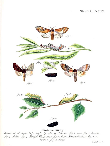 Ilustración Mariposas Imagen Antigua — Foto de Stock