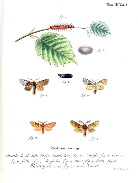 Illustration Fjärilar Gamla Bilden — Stockfoto