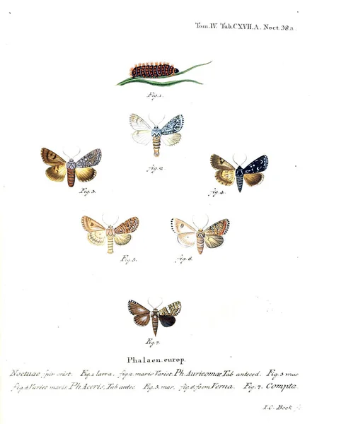 Illustration Papillons Ancienne Image — Photo