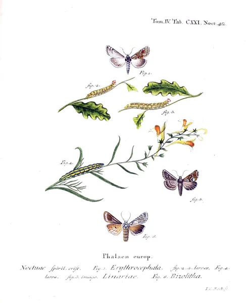 Ілюстрація Метеликів Старе Зображення — стокове фото