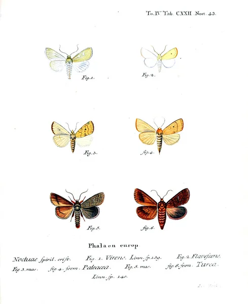 Illustration Papillons Ancienne Image — Photo