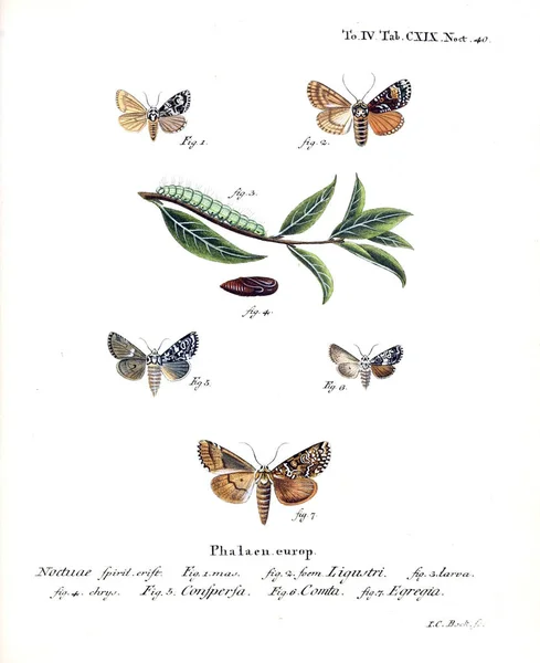 Illustration Papillons Ancienne Image — Photo