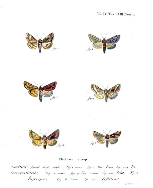 Illustration Papillons Ancienne Image — Photo