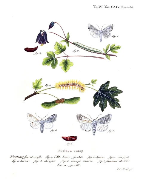 İllüstrasyon kelebek. Eski resim