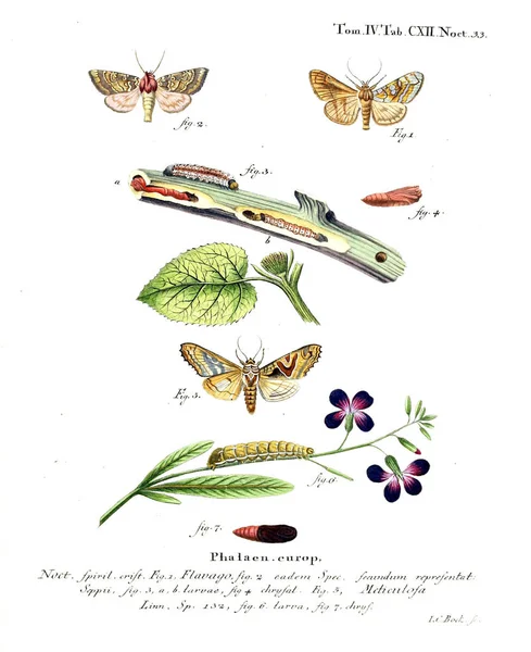 İllüstrasyon kelebek. Eski resim