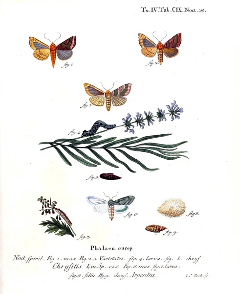 İllüstrasyon kelebek. Eski resim