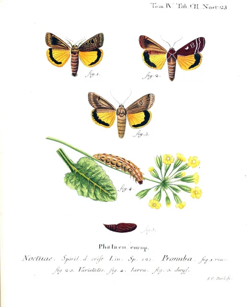 Ilustración Mariposas Imagen Antigua — Foto de Stock