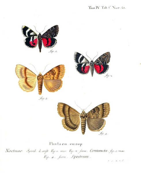 Illustration Papillons Ancienne Image — Photo