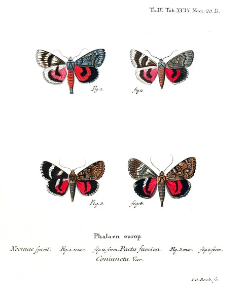 Illustration Papillons Ancienne Image — Photo