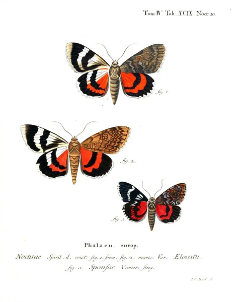 Illustration Papillons Ancienne Image — Photo