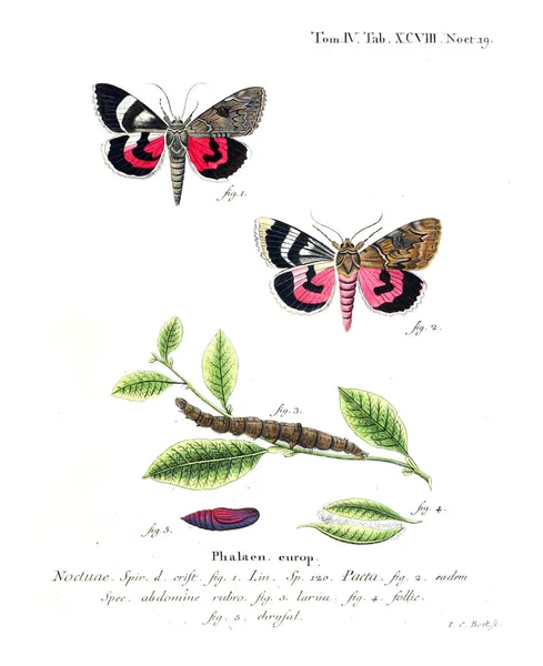 İllüstrasyon kelebek. Eski resim