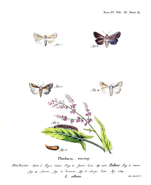 Illustration Papillons Ancienne Image — Photo