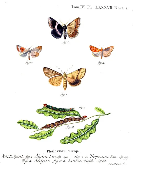 Illustration Papillons Ancienne Image — Photo