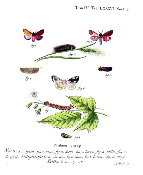 İllüstrasyon kelebek. Eski resim