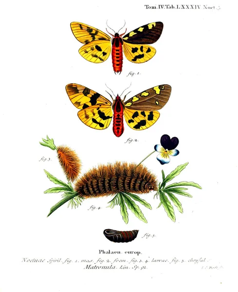 İllüstrasyon kelebek. Eski resim