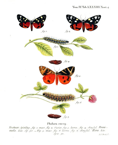 İllüstrasyon kelebek. Eski resim