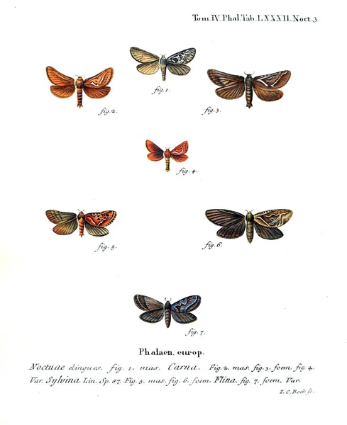 Illustration Papillons Ancienne Image — Photo