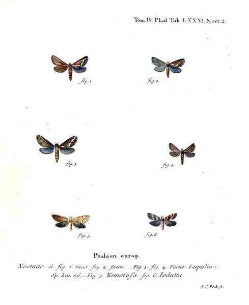 Illustration Papillons Ancienne Image — Photo