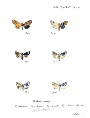 İllüstrasyon kelebek. Eski resim