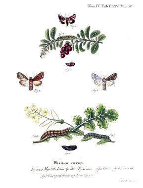 İllüstrasyon kelebek. Eski resim