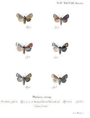 İllüstrasyon kelebek. Eski resim