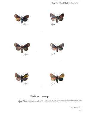 İllüstrasyon kelebek. Eski resim