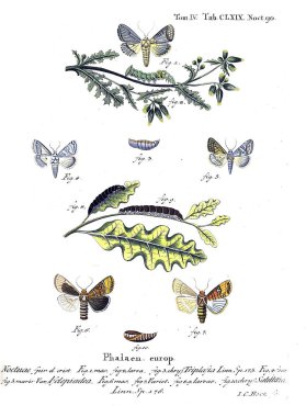 İllüstrasyon kelebek. Eski resim