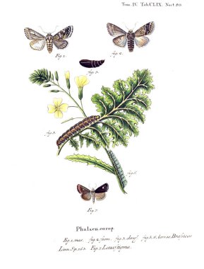 İllüstrasyon kelebek. Eski resim