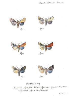 İllüstrasyon kelebek. Eski resim