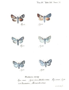 İllüstrasyon kelebek. Eski resim