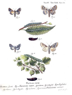 İllüstrasyon kelebek. Eski resim