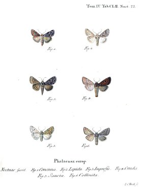 İllüstrasyon kelebek. Eski resim