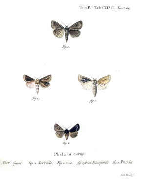 İllüstrasyon kelebek. Eski resim