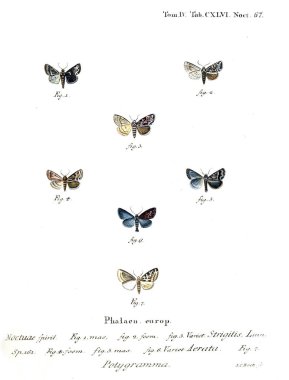 İllüstrasyon kelebek. Eski resim