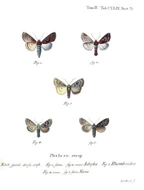 İllüstrasyon kelebek. Eski resim