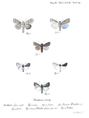 İllüstrasyon kelebek. Eski resim