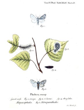 İllüstrasyon kelebek. Eski resim