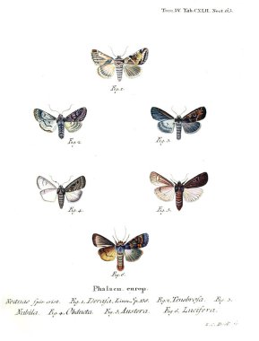 İllüstrasyon kelebek. Eski resim