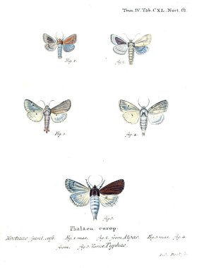 İllüstrasyon kelebek. Eski resim